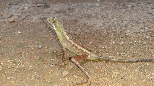 Sri Lanka Kangaroo Lizard