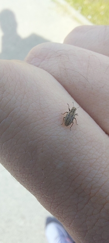 Spotted Pea Weevil