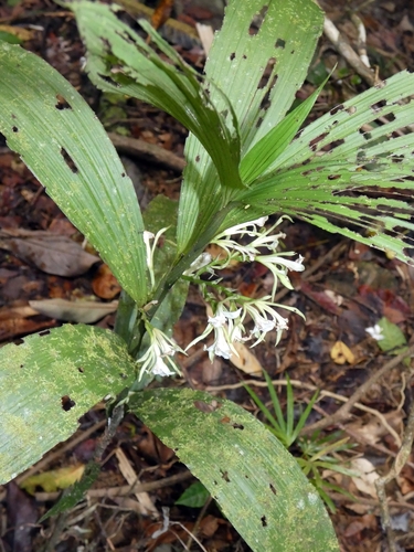 White cinnamon orchid (Corymborkis veratrifolia)