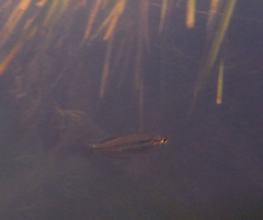 Melanotaenia splendida