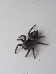 Aphirape misionensis