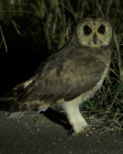 iNaturalist image