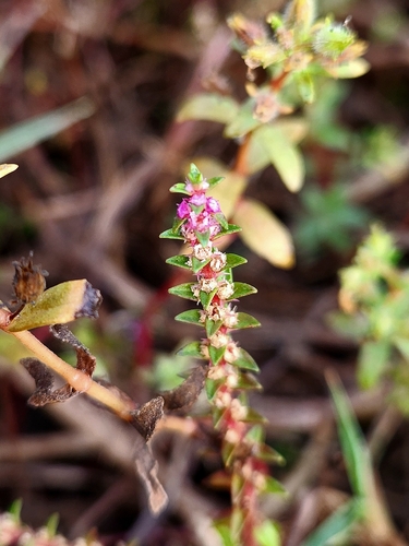 Rotala rosea iNat (3)
