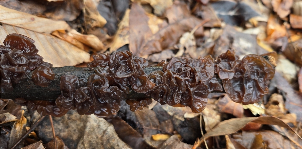 Exidia crenata · March 2026 · photo: © benfungi (iNaturalist, cc-by)