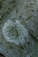 Platygramme mucronata