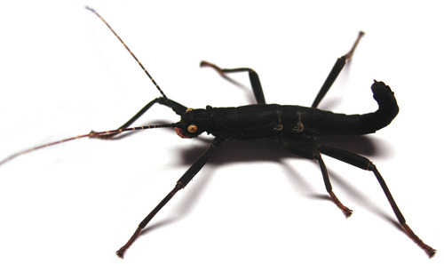 Black Beauty Stick Insect