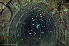 Taeniamia macroptera