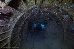 Taeniamia macroptera