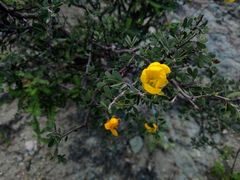 Chamaecrista greggii