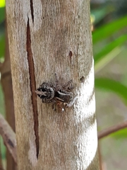 Aphirape misionensis