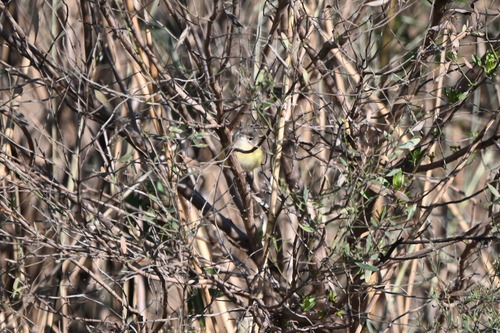 Bell's Vireo (Vireo bellii), photo 4