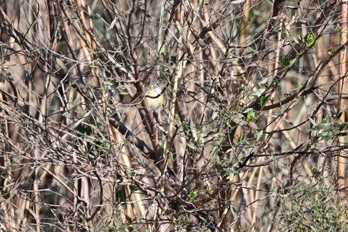 Bell's Vireo (Vireo bellii), photo 3