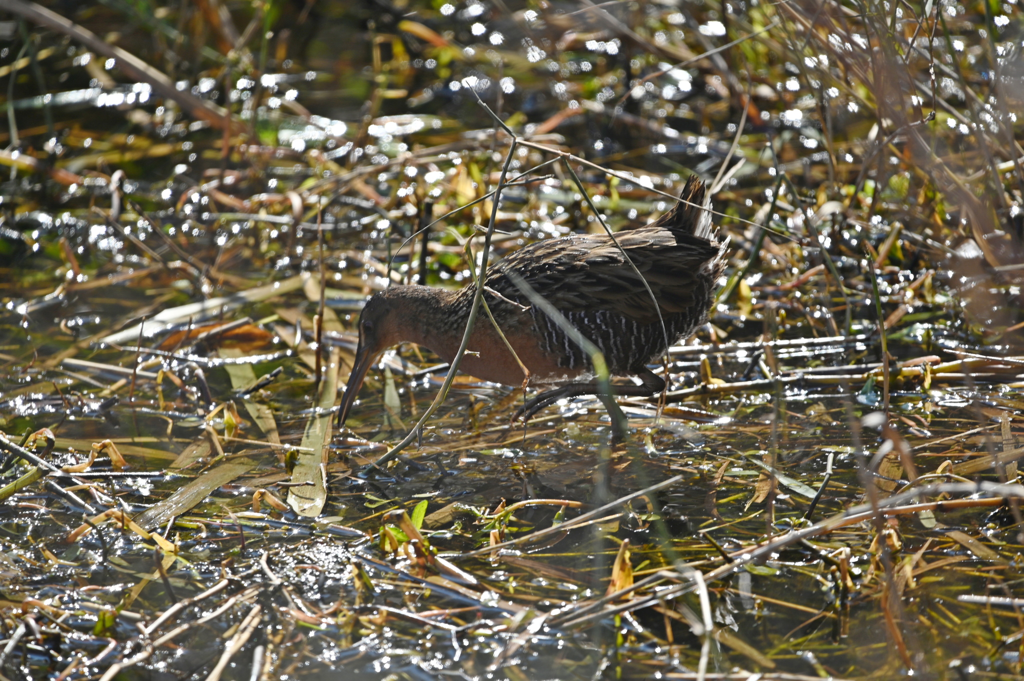 King Rail (Rallus elegans), photo 4