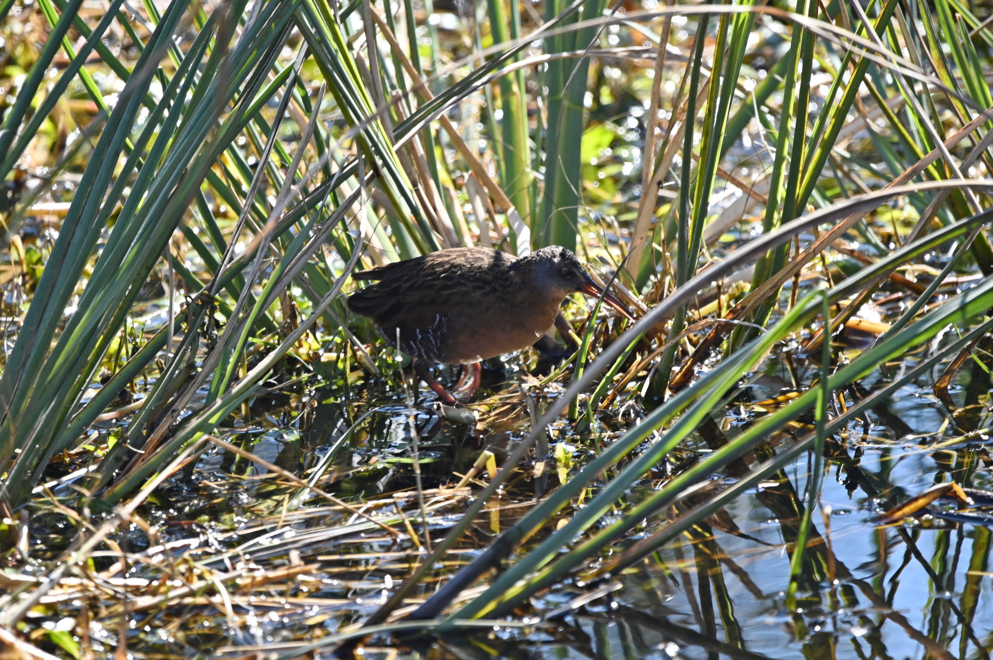 Virginia Rail (Rallus limicola), photo 3