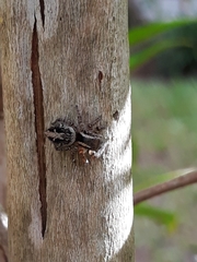 Aphirape misionensis