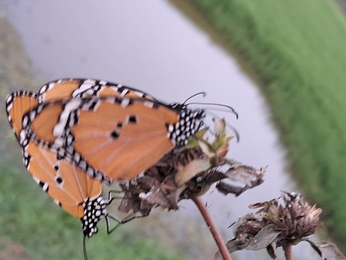 Plain Tiger Butterfly