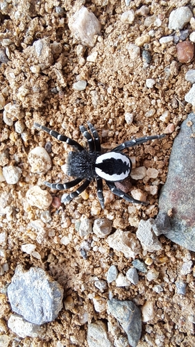 Eresus lavrosii