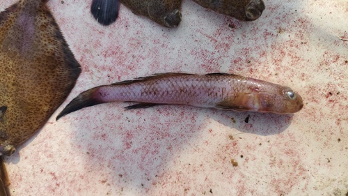 Pinkgray goby (Amblychaeturichthys hexanema) — Gobiidae
