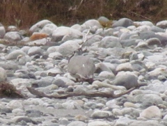 Ibidorhyncha struthersii