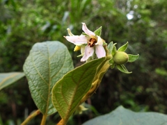 Solanum erythrotrichum