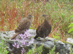 Himalayan Monal photo 2