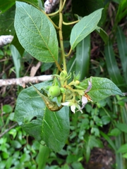 Solanum erythrotrichum