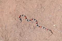 Micrurus laticollaris