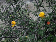 Chamaecrista greggii