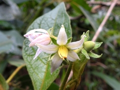 Solanum erythrotrichum