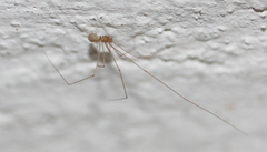 Pholcidae