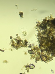 Heliozoa