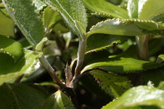 Macrolearia colensoi