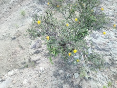 Chamaecrista greggii