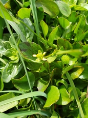 Ranunculus bonariensis trisepalus