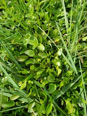Ranunculus bonariensis trisepalus