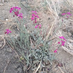 Matthiola incana