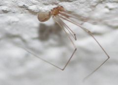 Pholcidae