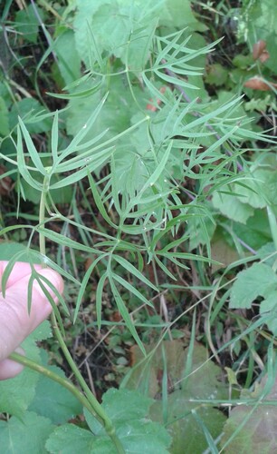 Baltic parsley (Cenolophium fischeri)