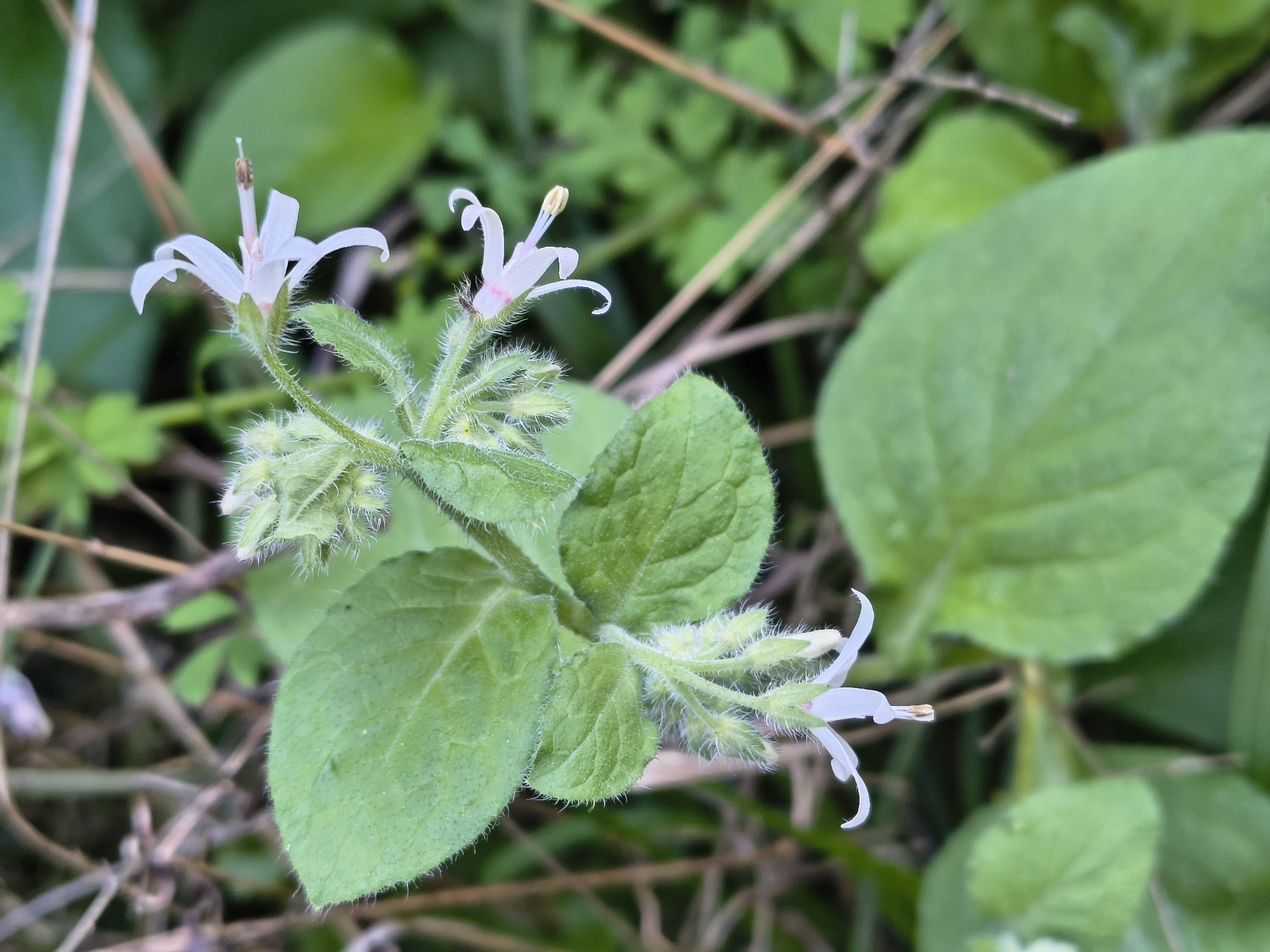 Symphytum creticum