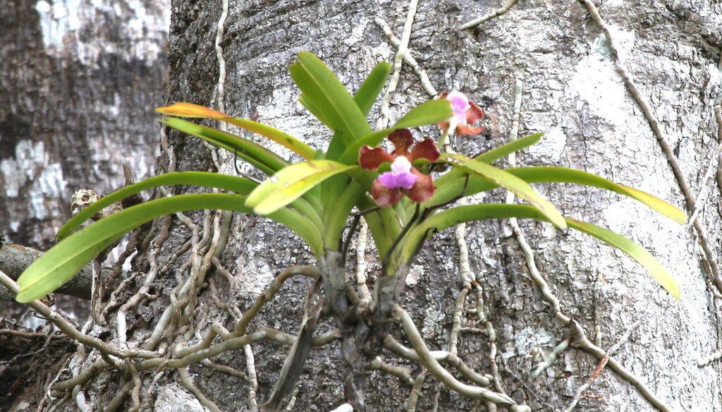 Vanda insignis (Vanda insignis)