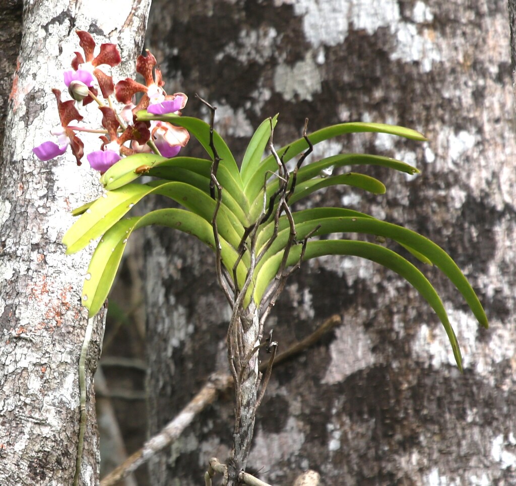 Vanda insignis (Vanda insignis)