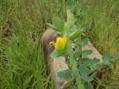 Chamaecrista desvauxii