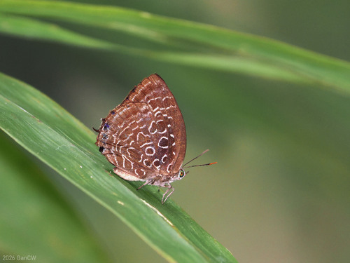 Arhopala acetes