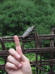 Batocera rufomaculata