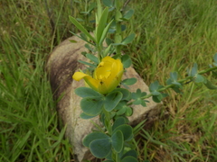 Chamaecrista desvauxii