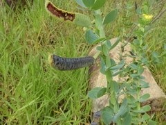 Chamaecrista desvauxii