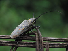 Batocera rufomaculata