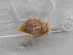 Urosalpinx cinerea image
