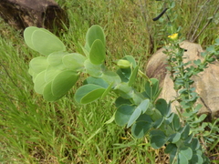 Chamaecrista desvauxii