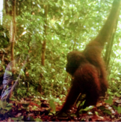 Pongo pygmaeus morio